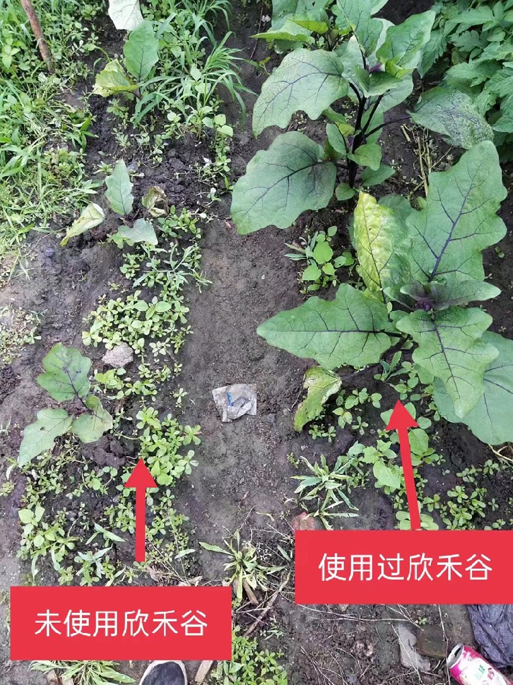 欣禾谷应用案例